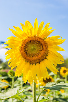 sunflower on field and blue sky
