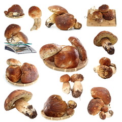 collection of fungi porcini ready for cooking
