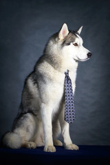 Siberian Husky dog