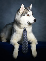 Siberian Husky dog