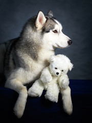 Siberian Husky dog