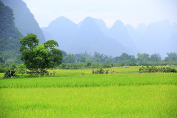 landscape in guilin scenery