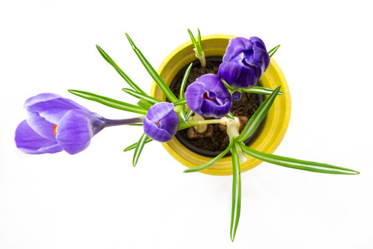 Purple crocus in top view yellow pot, isolated