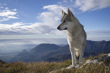 Gray Wolf Howling