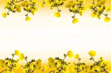 Frame  Tabebuia chrysantha flowers - obrazy, fototapety, plakaty