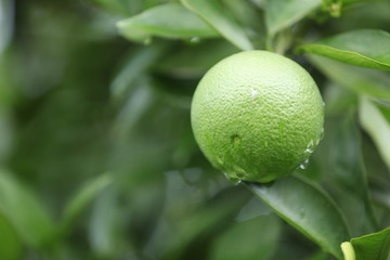  green orange fruits grow on tree
