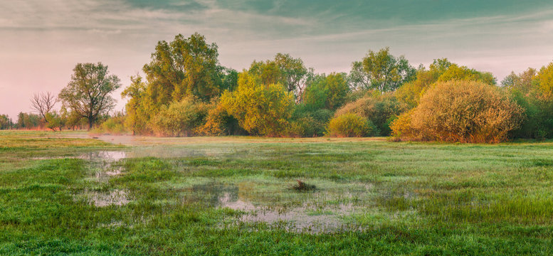 Colorful spring morning on the foggy meadow