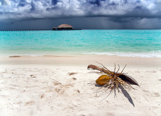 branch of coconut palm tree with a nut lies on sand by sea..