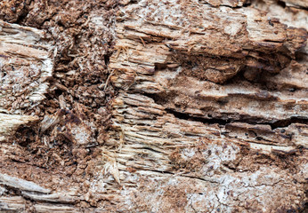 rotten wood