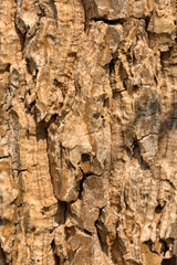 Wood texture
