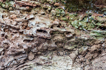 rotten wood
