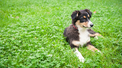 Australian Shepherd dog portrait outdoors.