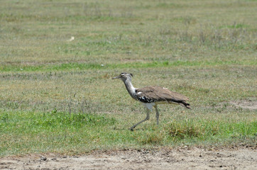 oustarde kori dans la savane