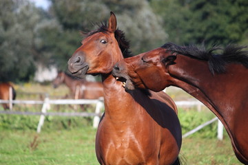 Obraz premium Two horses playing with each other