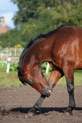 Beautiful brown horse scratching itself
