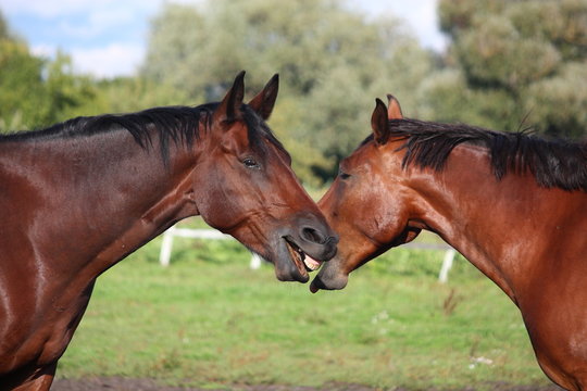 Fototapeta Two horses playing with each other