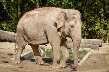 Fototapete bei efototapeten.de bestellen   