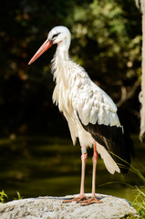 White Stork