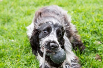 cocker spaniel inglese