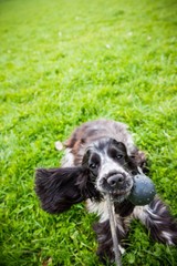 Cocker Spaniel Inglese