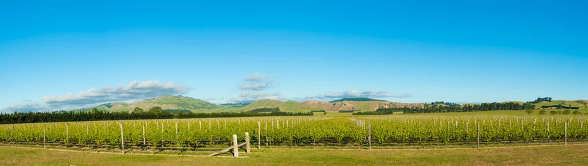 Foto op Plexiglas Wijnmakerij van Nieuw-Zeeland © Fyle