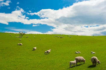 Foto op Plexiglas Sheep in the New Zealand © Fyle
