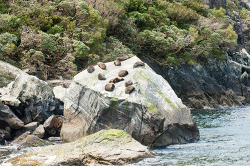 Seal Colony