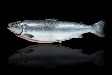 salmon fish against black background with reflection
