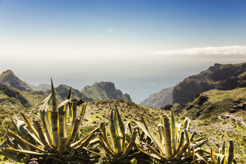 Tenerife landscape