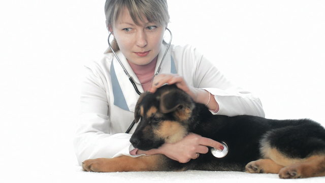 woman veterinarian examines puppy