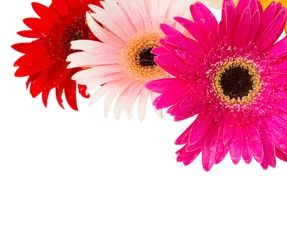 Cercles muraux Gerbera bordure de fleurs de gerbera