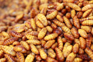 fried silk worms in the market