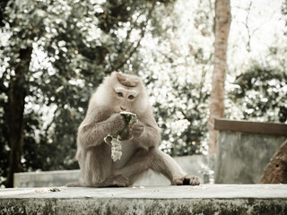 Fototapeta na wymiar Małpa portret