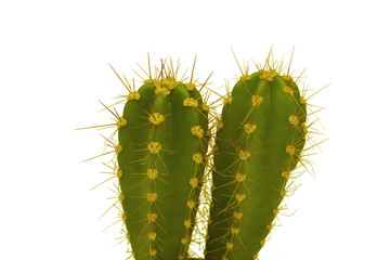 Thorny cactus plant isolated