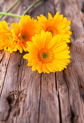 Yellow gerbera daisies on wooden tale. Fresh flower on wood
