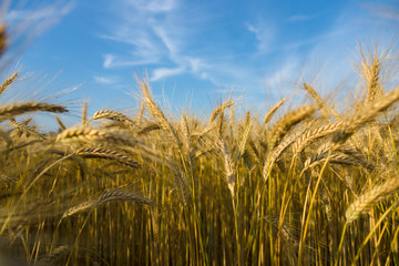 Wheat field