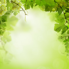 Naklejka na ściany i meble Sunny green background with grape vines and leaves