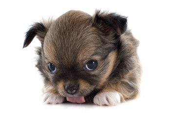 puppy chihuahua © cynoclub