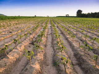 row of cassava tree