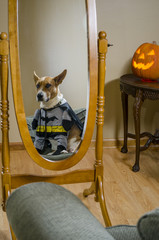 dog in costume reflected in mirror