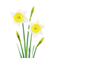 White and yellow narcissus isolated on white - obrazy, fototapety, plakaty