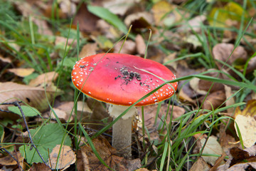 Mushroom - lat. Amánita