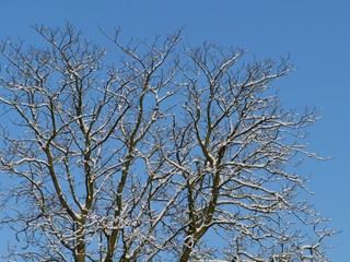Barren branches of a tree opposite a blue sky