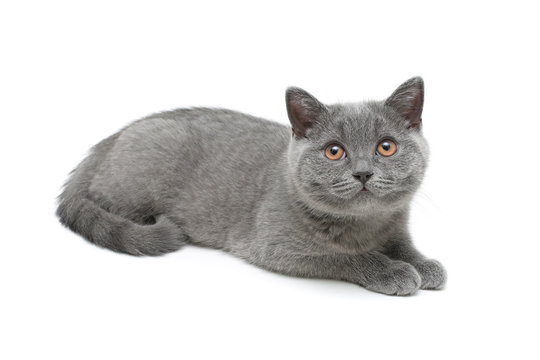 cat breed Scottish Straight on white background