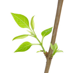 Leaves and branches on a white background