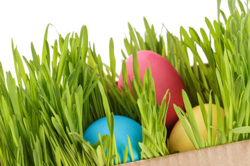 easter eggs hiden in grass