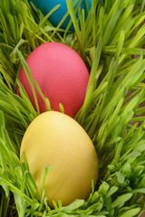 easter eggs hiden in grass
