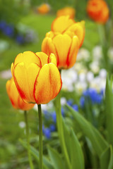 Obraz premium Spring Garden