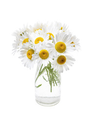 Bouquet of daisies © Elenathewise