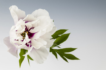 One peony flower